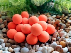 Sladká a osviežujúca mandarínka, čo kapry jednoducho baví a drží sa dlho na hladine. Sladká a osviežujúca mandarínka, čo kapry jednoducho baví a drží sa dlho na hladine.