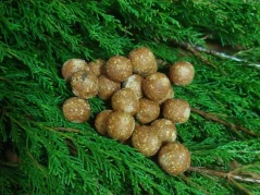 Krmné boilies kukuřice – klasika, co nikdy nezklame. Přiláká kapry rychle a spolehlivě! Krmné boilies kukuřice – klasika, co nikdy nezklame. Přiláká kapry rychle a spolehlivě!