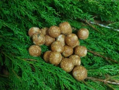 Krmné boilies kukuřice – klasika, co nikdy nezklame. Přiláká kapry rychle a spolehlivě!