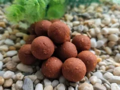Balancky Chilli Korenie – ľahká a pikantná nástraha pre kaprov